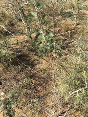 Prosopis pubescens