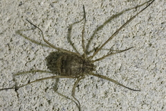 Lacinius horridus