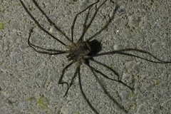 Lacinius horridus