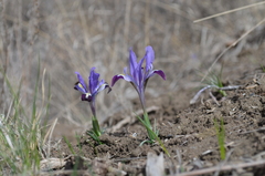 Iris kolpakowskiana