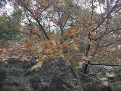 Liquidambar formosana