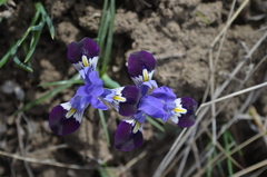 Iris kolpakowskiana