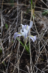 Iris kolpakowskiana