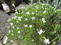 Leptosiphon floribundus glaber