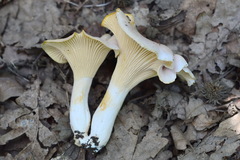 Cantharellus amethysteus
