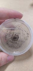 Aspergillus