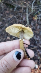Cystoderma carcharias fallax