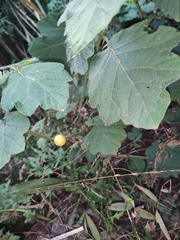 Solanum myriacanthum