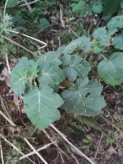Solanum myriacanthum