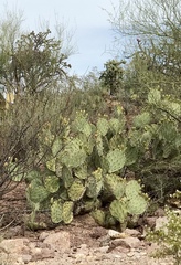 Opuntia confusa