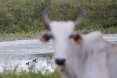 Tachybaptus dominicus