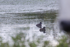 Tachybaptus dominicus