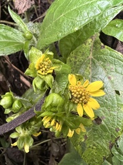 Smallanthus pyramidalis
