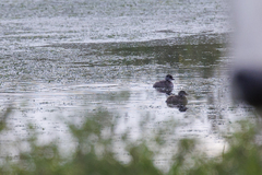 Tachybaptus dominicus