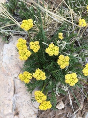 Musineon tenuifolium