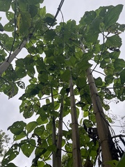 Smallanthus pyramidalis