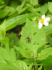 Hemithyrsocera vittata