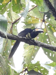 Pteroglossus pluricinctus