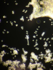 Penicillium