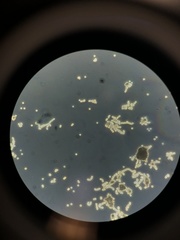 Penicillium
