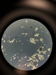 Penicillium