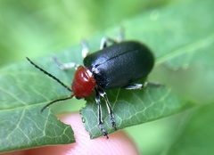 Cacoscelis nigripennis