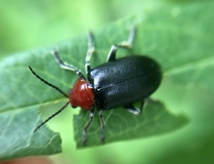 Cacoscelis nigripennis
