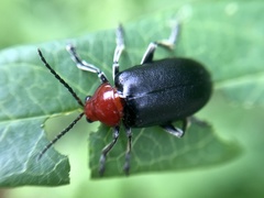 Cacoscelis nigripennis