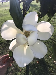 Magnolia grandiflora