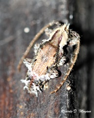 Desmiphora cucullata