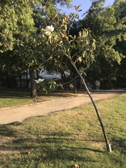 Magnolia grandiflora