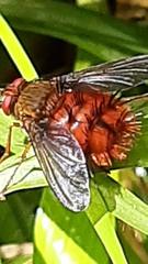 Adejeania