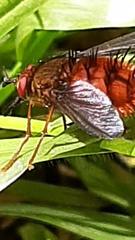 Adejeania