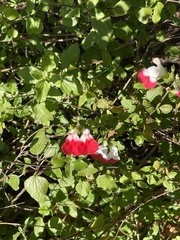 Salvia microphylla microphylla