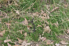Vipera latastei