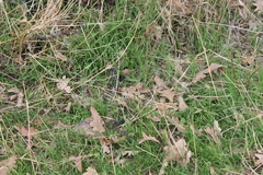 Vipera latastei