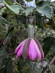 Nicolás Baresch Uribe, CC BY, iNaturalist via GBIF Passiflora × rosea, photograph Nicolás Baresch Uribe, CC BY, iNaturalist via GBIF