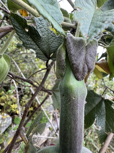 Passiflora × rosea, photograph 3