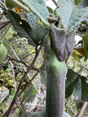 Nicolás Baresch Uribe, CC BY, iNaturalist via GBIF Passiflora × rosea, photograph Nicolás Baresch Uribe, CC BY, iNaturalist via GBIF