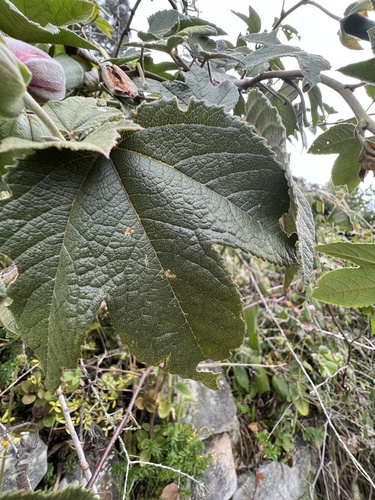 Passiflora × rosea, photograph 4
