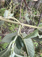 Nicolás Baresch Uribe, CC BY, iNaturalist via GBIF Passiflora × rosea, photograph Nicolás Baresch Uribe, CC BY, iNaturalist via GBIF