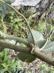 Passiflora × rosea, photograph Nicolás Baresch Uribe, CC BY, iNaturalist via GBIF