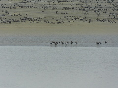 Dendrocygna autumnalis