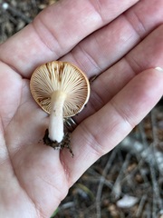 Lactarius substriatus