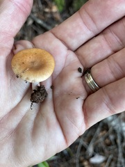 Lactarius substriatus