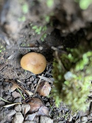 Lactarius substriatus