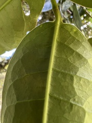 Prunus buxifolia