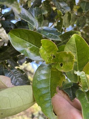 Prunus buxifolia