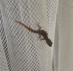 Sphaerodactylus elegans