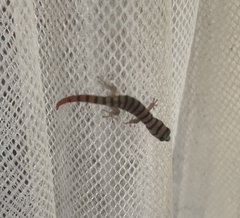 Sphaerodactylus elegans